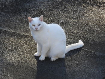 High angle portrait of white cat sitting on street