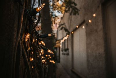 Close-up of illuminated christmas lights