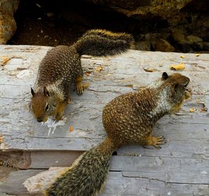 Squirrel on ground