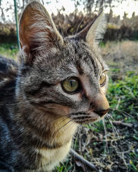 Close-up of a cat looking away