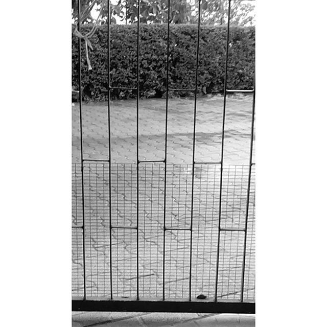 tree, transfer print, auto post production filter, day, fence, built structure, no people, outdoors, white color, nature, tree trunk, wall - building feature, architecture, window, tranquility, empty, absence, road, closed, white