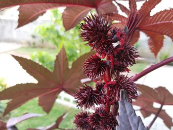 Close-up of red plant