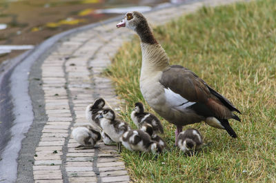 Egyptian goose with goslings on field