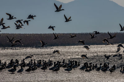 Flock of birds in the sea