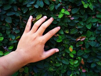 Close-up of hand touching plants