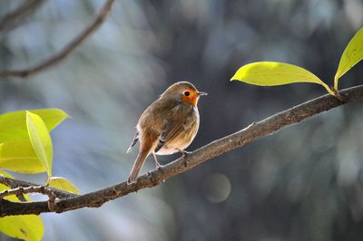 Bird perching on a branch