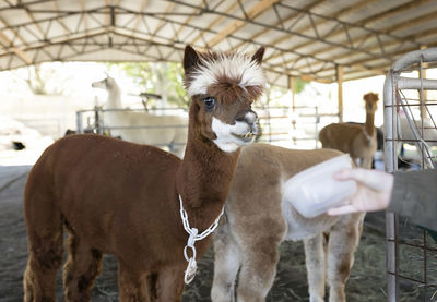 Girl reaching out to hand feed suri alpaca in barn at alpaca farm