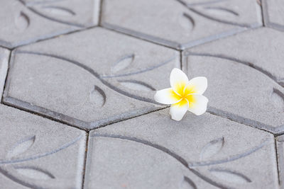 High angle view of white rose on floor