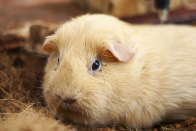 Close-up portrait of rabbit