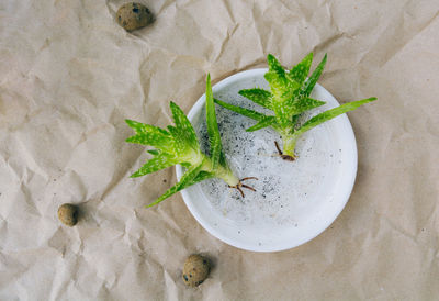 Aloe sprouts with roots on a white plate for planting in a pot. paper background and expanded clay. 