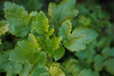 Green mustard plant leaves in closeup