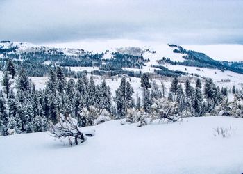 Trees on snow covered field against sky