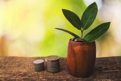 Close-up of potted plant on table