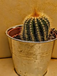 Close-up of cactus in pot