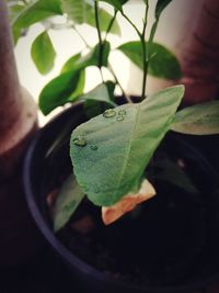 High angle view of potted plant leaves in water