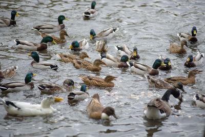 Ducks swimming in lake