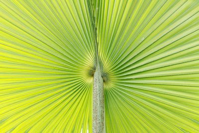 Full frame shot of palm leaf