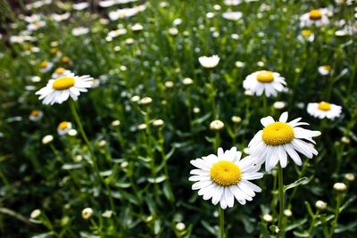 High angle view of daisies growing on field