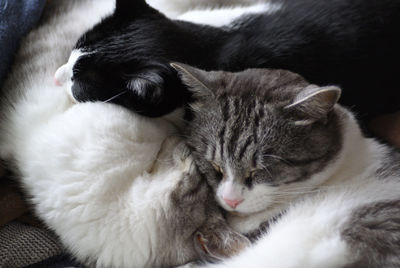 Close-up of cats sleeping