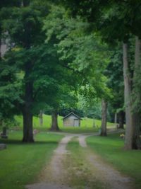 Road passing through forest