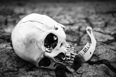 Close-up of human skull