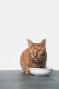 Portrait of cat sitting on floor