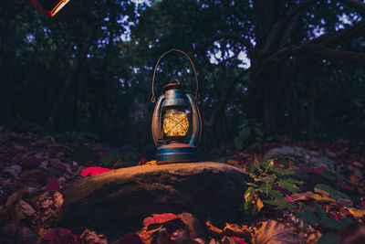 Light painting on rock amidst trees in forest