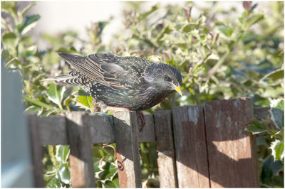 Close-up of bird perching on wooden post