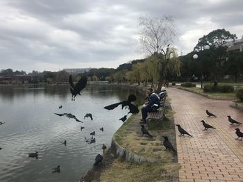 Ducks in a lake