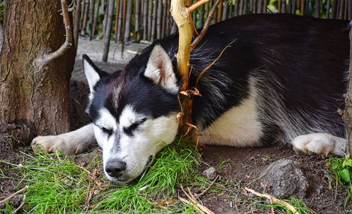 Close-up of dog sleeping