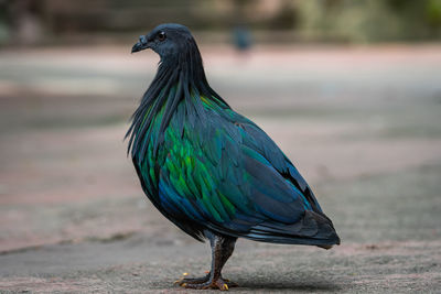 Close-up of bird