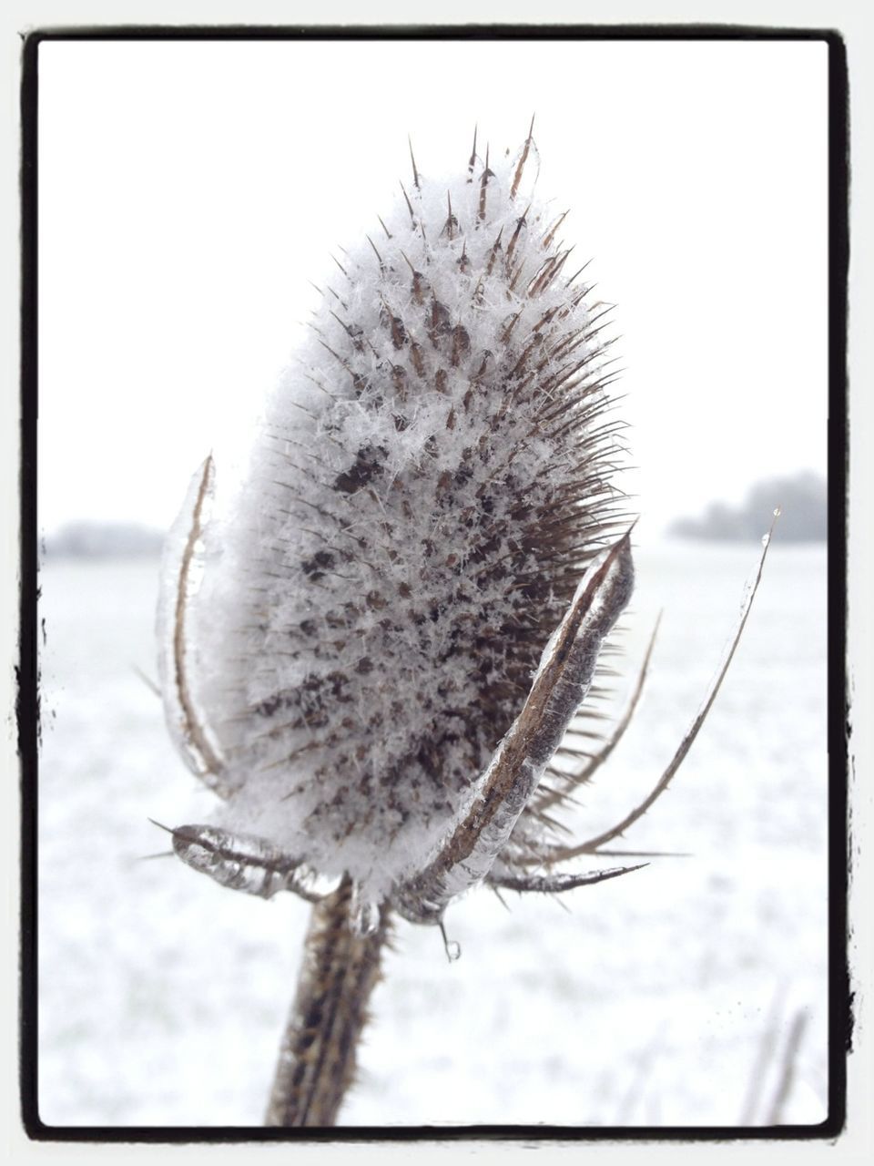 close-up, focus on foreground, dandelion, flower, fragility, stem, nature, beauty in nature, growth, plant, auto post production filter, flower head, dry, softness, sky, transfer print, day, outdoors, single flower, selective focus