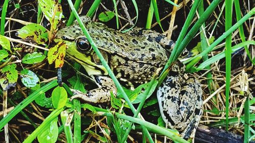 High angle view of snake on grass
