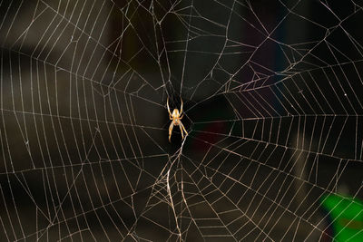 Close-up of spider web