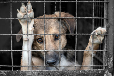 Dog in animal shelter waiting for adoption. portrait of homeless dog in animal shelter cage