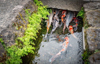 High angle view of koi carps on rock by lake