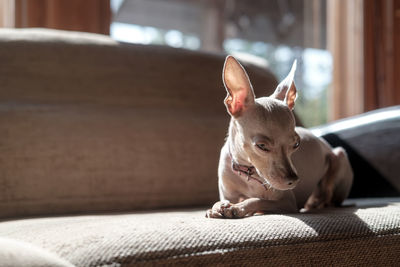 Portrait of dog lying on sofa at home