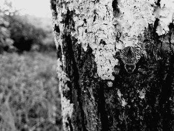 Close-up of tree against sky