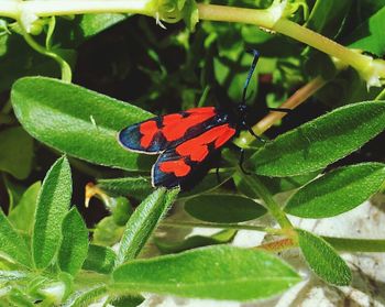 Close up of butterfly on plant