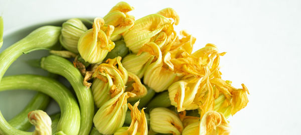 High angle view of yellow flowers against white background