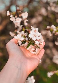 Cropped image of hand holding flowering plant