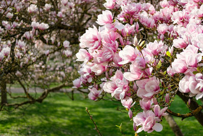 Close-up of pink cherry blossom tree