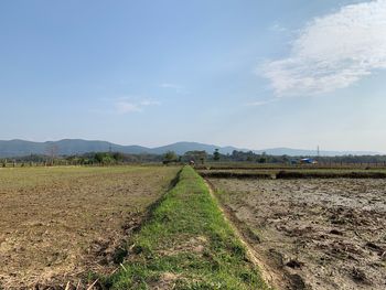 Scenic view of agricultural field against sky