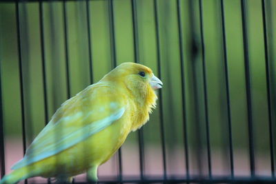 Close-up of parrot in cage