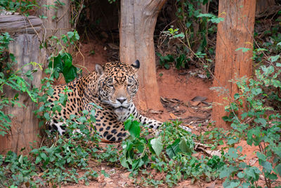 View of cat on land