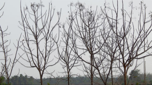 Low angle view of bare trees against sky