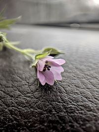 Close-up of wilted pink flower