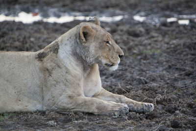 Close-up of lion relaxing outdoors