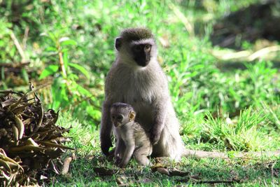 Monkey sitting on grass