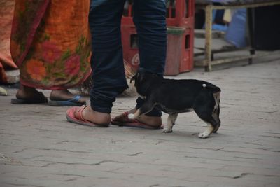 Low section of people with dog on street in city